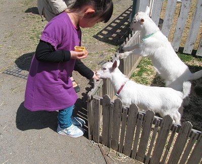 めえめえ子ヤギ 蕗ちゃんの道草日記