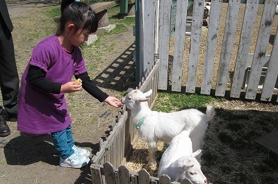 めえめえ子ヤギ 蕗ちゃんの道草日記