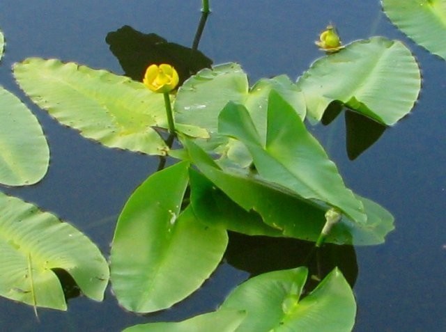 八幡平の花⑤: 「PR」蕗ちゃんの道草日記